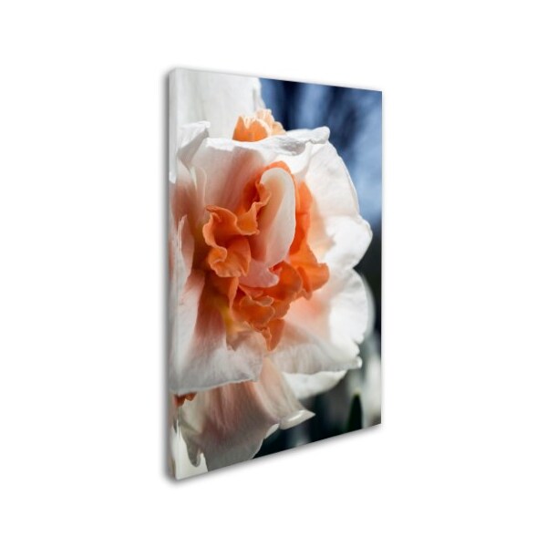 Kurt Shaffer 'Double Headed Daffodil' Canvas Art,30x47